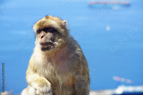Nice photograph of a Gibraltar monkey with the sea in the background