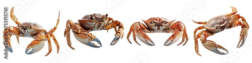 Set of crab isolated on transparent background