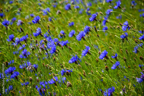 Wild, purple flowers. On a green background. Roztocze. Poland. Wild purple flowers moving in the wind. On a green background. Chaber bławatek - Centaurea cyanus.  photo