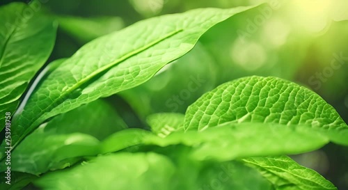 Close-Up View of Green Leaf Background: Detailed Nature Foliage, Abstract Botanical Texture photo