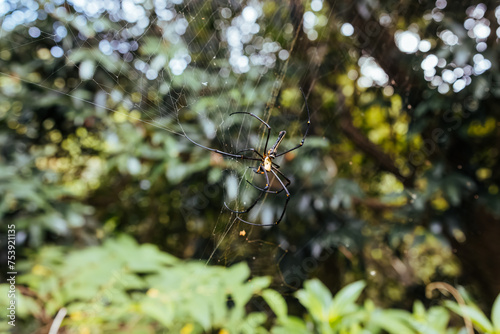 Spider on Web in Forest