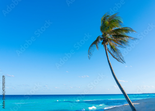 coconut tree in front of colorful blue Caribbean Sea