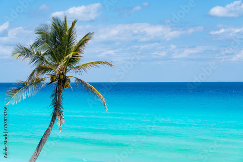 coconut tree in front of colorful blue Caribbean Sea © nd700