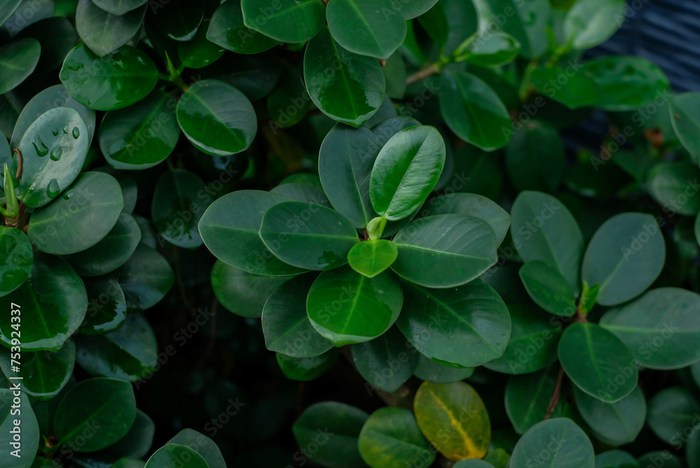 fresh green leaves background. fresh green leaves background.