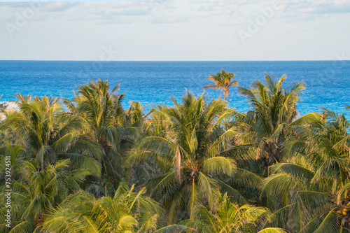 coconut tree forest near Caribbean sea