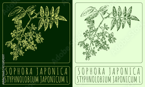 Vector drawing SOPHORA JAPONICA. Hand drawn illustration. The Latin name is STYPHNOLOBIUM JAPONICUM L.