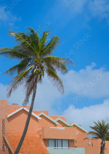 coconut tree and residential house roof with bright color