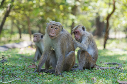 Macaque monkeys photo