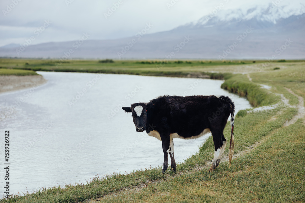Cow by the Riverside in Mountainous Terrain Cow by the Riverside in Mountainous Terrain