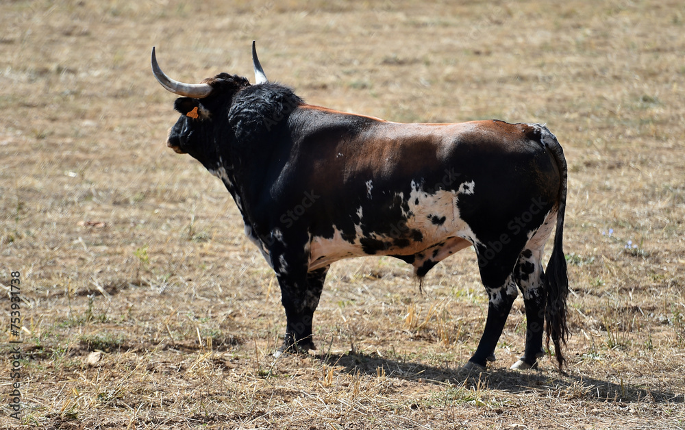 toro español en una plaza de toros en españa toro español en una plaza de toros en españa