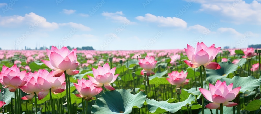 A field is filled with vibrant pink flowers under a clear blue sky. The flowers sway gently in the breeze, creating a colorful and picturesque landscape.