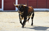 spanish bull with big horns in the bullring arena