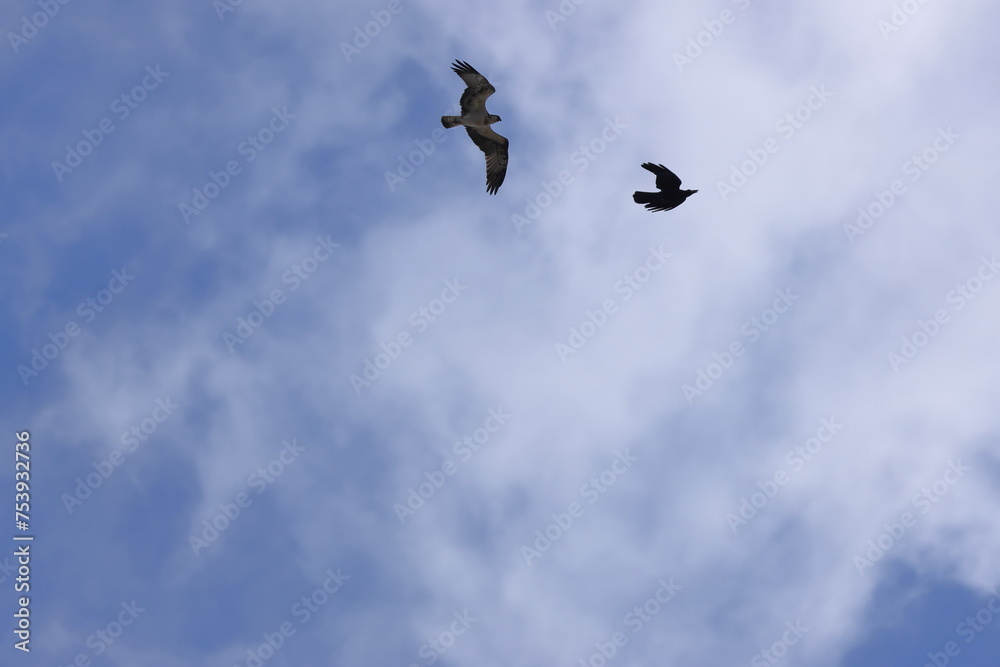 Crow was chasing Osprey in the sky above Yamaga Pond Crow was chasing Osprey in the sky above Yamaga Pond