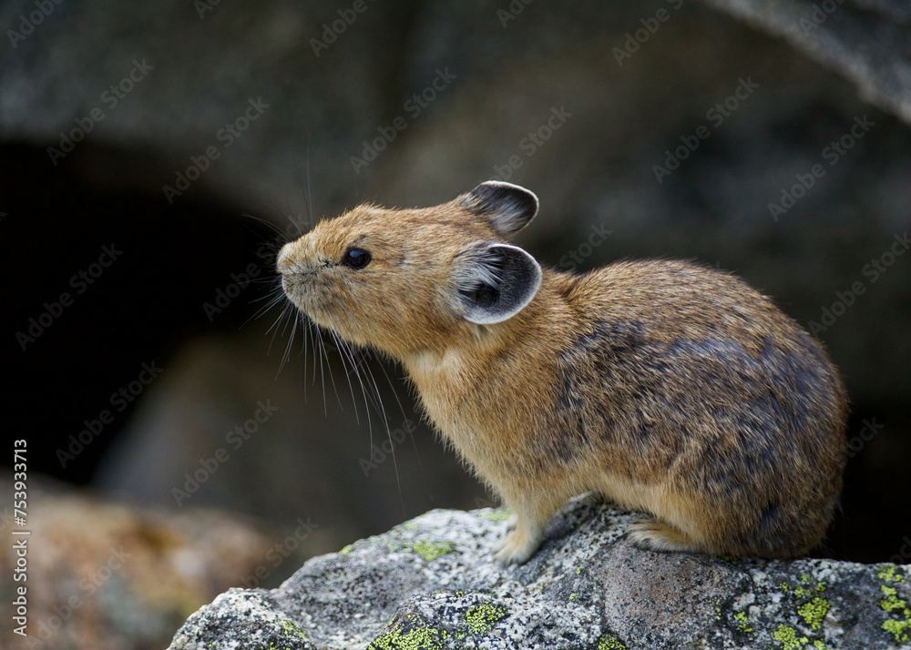 Naklejka premium American Pika. profile view - Pikas are miniature rabbit-like mammals that live in talus slides at high elevation in western North America 