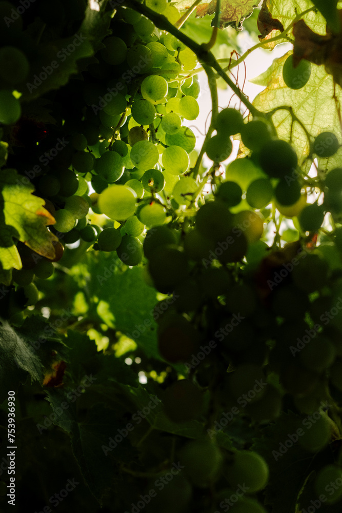 Grapes Grapes