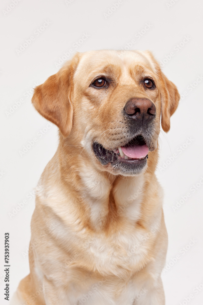 Golden Labrador portrait in a studio Golden Labrador portrait in a studio