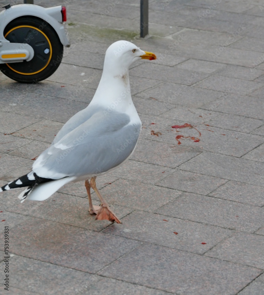 Obraz premium Möwe pickt Müll in Fußgängerpassage in Flensburg