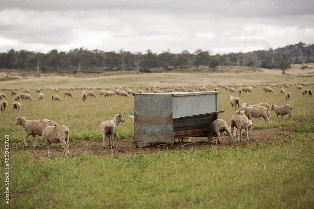 Sheep grazing and feeding from feed grain bins on a farm paddock Sheep grazing and feeding from feed grain bins on a farm paddock