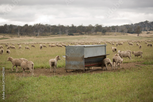 Sheep grazing and feeding from feed grain bins on a farm paddock