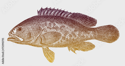 Dusky grouper epinephelus marginatus in side view, threatened marine fish after antique illustration from 19th century