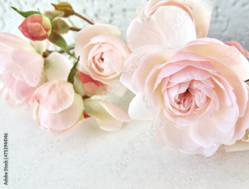 Pale pink roses on white background. Perfect for backdrop greeting card and invitation