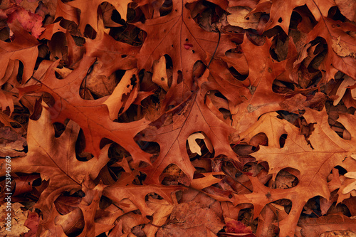 orange autumn fallen leaves photo