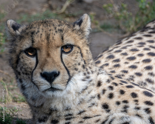 Close head portrait of cheetaf