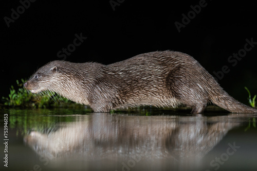 Otters in water shot  in Scotland photo