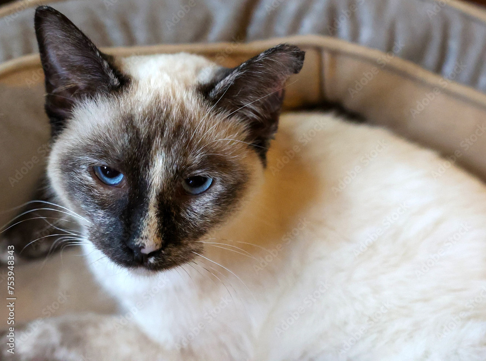 Close up of a pretty blue eyed cat.