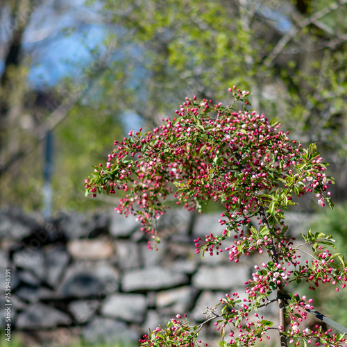 Thryptomene calycina, also known as Victorian laceflower or Grampians heath myrtle
