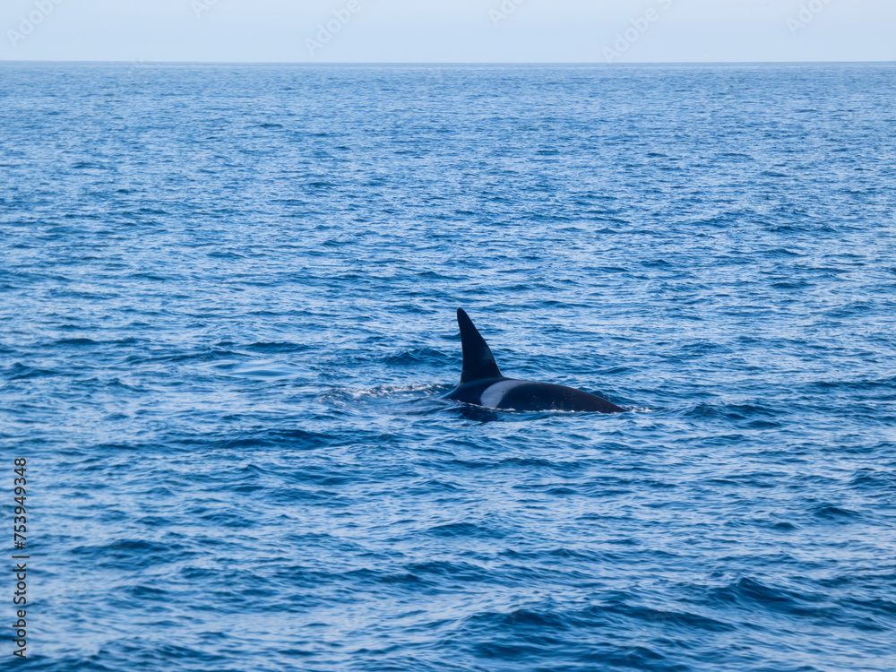 Fototapeta premium Killer Whale at sea in iceland