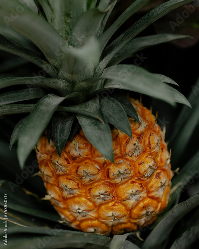 Pineapple photo