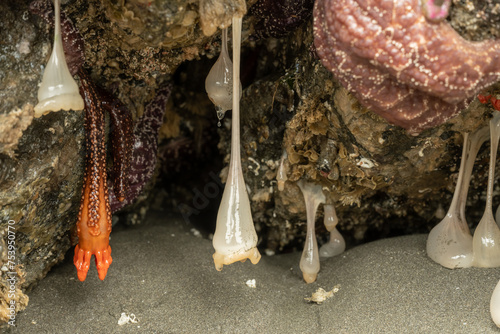 Plumose Anemone and Burrowing Sea Cucumber Hang From Ceiling Of Small Sea Cave photo