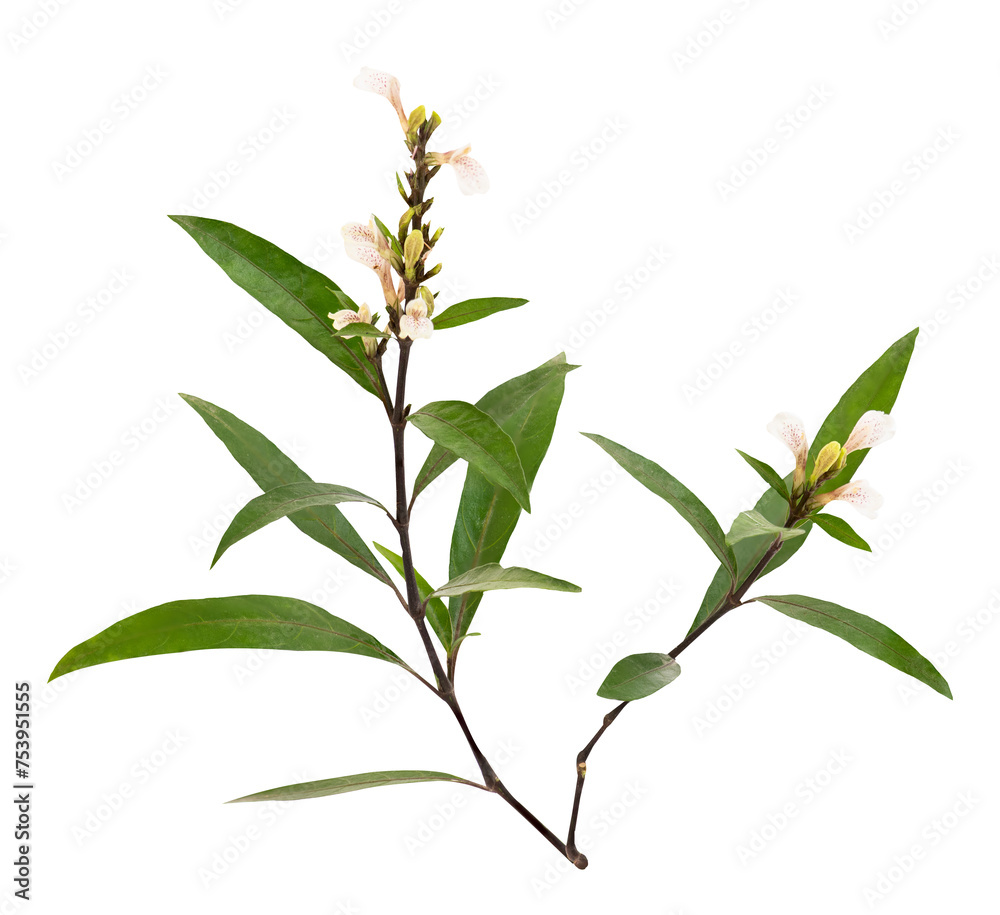 Obraz premium Justicia gendarussa Burm.f. branch flowers and green leaves on transparent background.