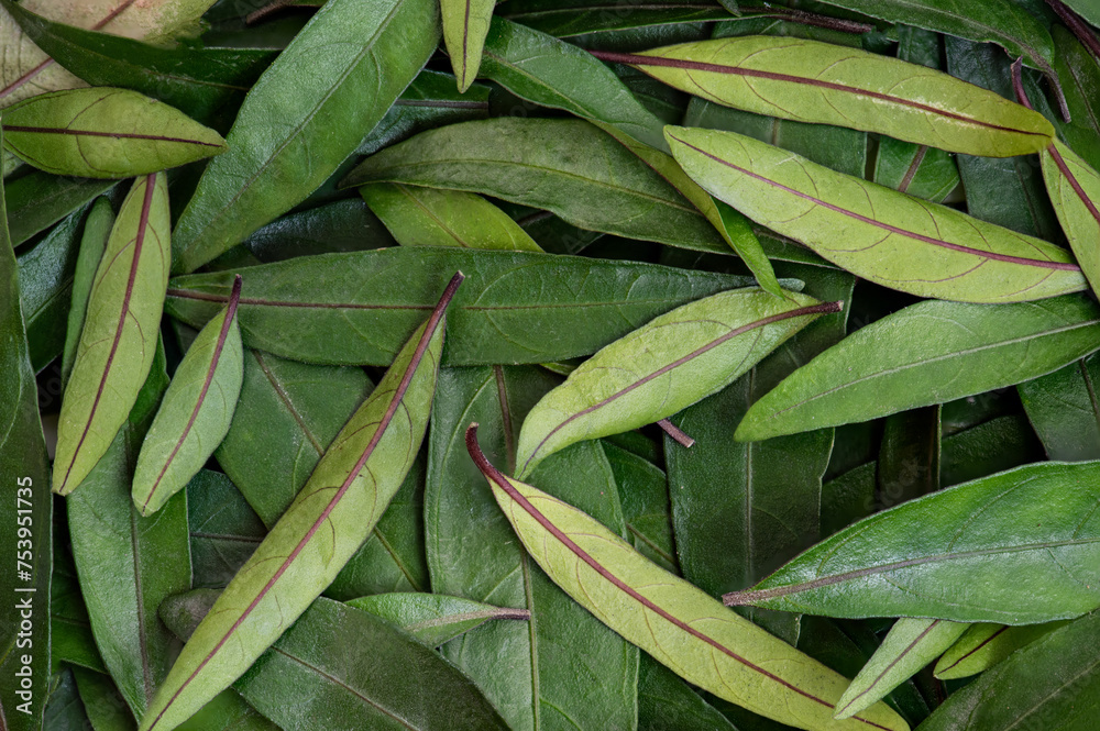 Justicia gendarussa Burm.f. green leaves background.