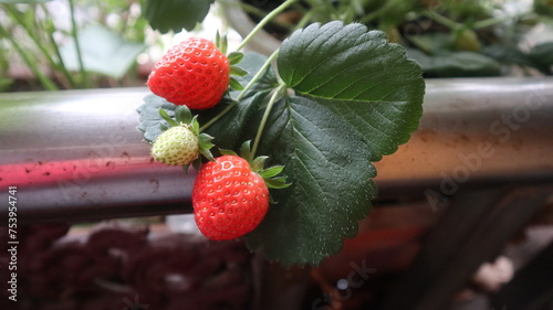 sweet and red fruits of strawberries and  design for the growth of sweet harvest season in winter