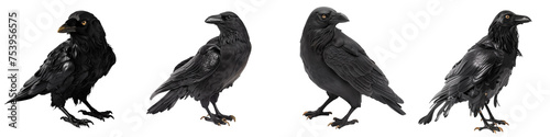 Realistic Ravens on Transparent Background