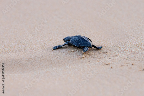 Olive Ridley Sea Turtle hatching on beach and struggling to the sea on Mirissa Beach, Sri Lanka © hyserb