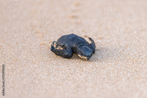 Olive Ridley Sea Turtle hatching on beach and struggling to the sea on Mirissa Beach, Sri Lanka © hyserb