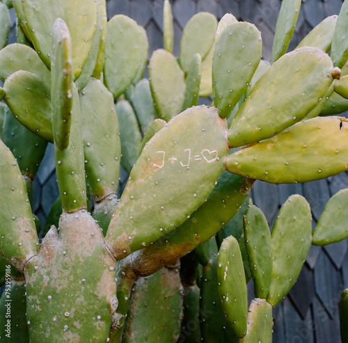 Cactus with J+J inscription photo