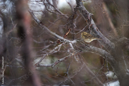 Small bird (tree pipit) perching on a branch photo