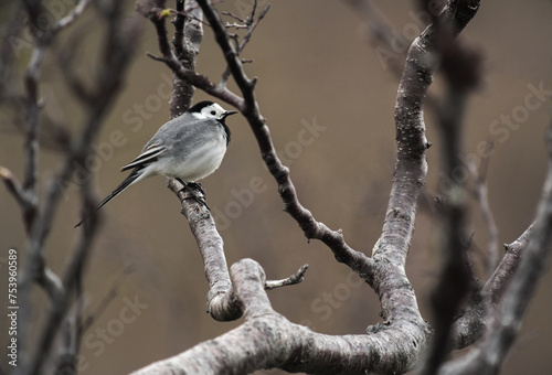 Passerine bird white wagtail perching on a branch photo