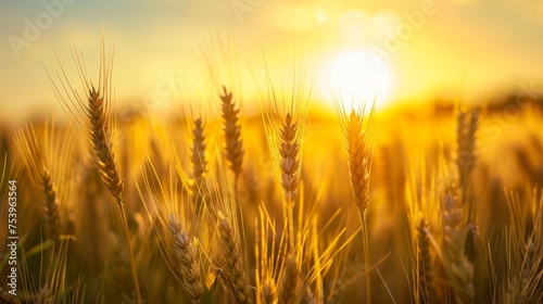 Sunrise over a golden barley field