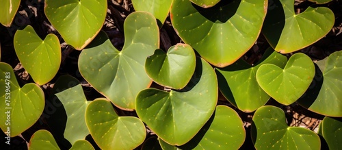 A detailed view of multiple green prickly pear leaves shaped like hearts at Boyce Thompson Arboretum in Phoenix, Arizona. The leaves are clustered together, showcasing their unique shape and vibrant photo