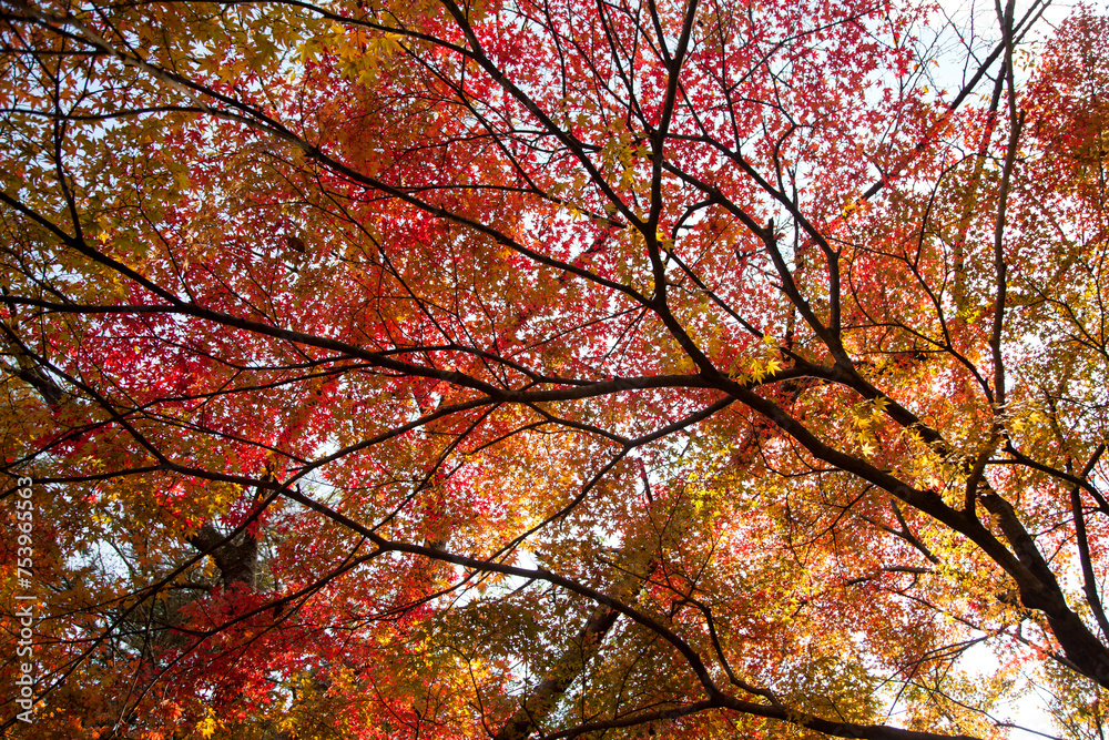 Low-angle view of the maple trees in autumn