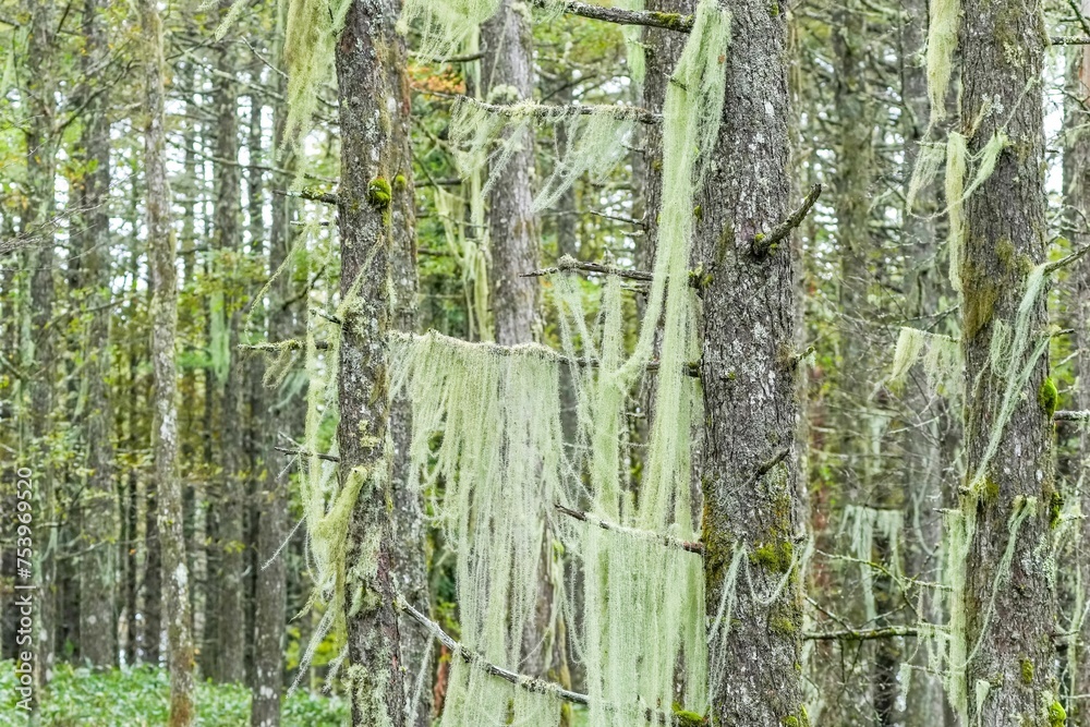 Obraz premium レースのカーテンのようなサルオガセの情景