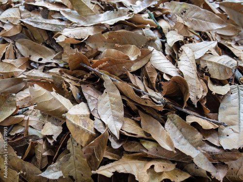 Close-up photography of dried Colombian oak leaves, on the ground of an oak forest in the eastern Andean mountains of central Colombia. photo