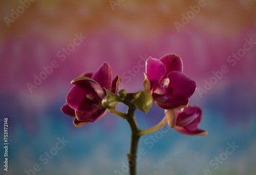 pink orchid flower