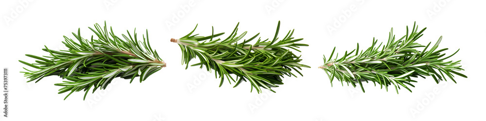 Fototapeta premium Rosemary Isolated on transparent background, (PNG).