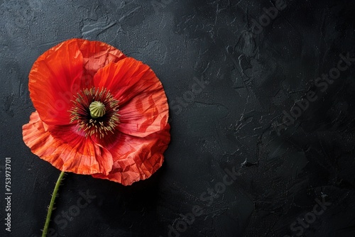 Memorable poppies on a black background. Generate AI image photo